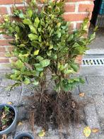 Groene beuk, Tuin en Terras, Planten | Bomen, Ophalen, Bloeit niet, Halfschaduw, Overige soorten