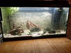Aquarium met vissen en toebehoren 80 cm breed, Ophalen of Verzenden, Gebruikt, Gevuld zoetwateraquarium