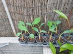 Musella lasiocarpa, Tuin en Terras, Ophalen of Verzenden, Zomer, Overige soorten
