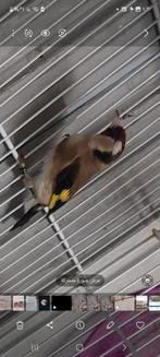 Majoor puter klein, Vrouwelijk, November, Overige typen, Tam