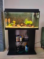 Compleet aquarium 80cm incl kast, Dieren en Toebehoren, Vissen | Aquaria en Toebehoren, Ophalen, Gebruikt, Gevuld zoetwateraquarium