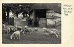 EDE, Schaapskooi op de Ginkel (1934) Ansichtkaart, Ophalen of Verzenden, 1920 tot 1940, Gelopen, Gelderland
