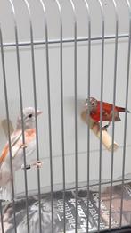 Kapoetsen, Dieren en Toebehoren, Vogels | Overige Vogels, Meerdere dieren, Tropenvogel, Geringd
