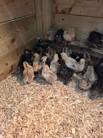 Mooie  cochin  kriel kuikens alleen hennetjes, Dieren en Toebehoren, Pluimvee, Vrouwelijk, Kip