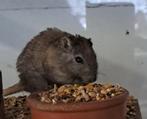 Rex gerbils, Dieren en Toebehoren, Knaagdieren