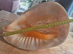 Grote Cassis cornuta (Helmschelp) - 26cm, Ophalen