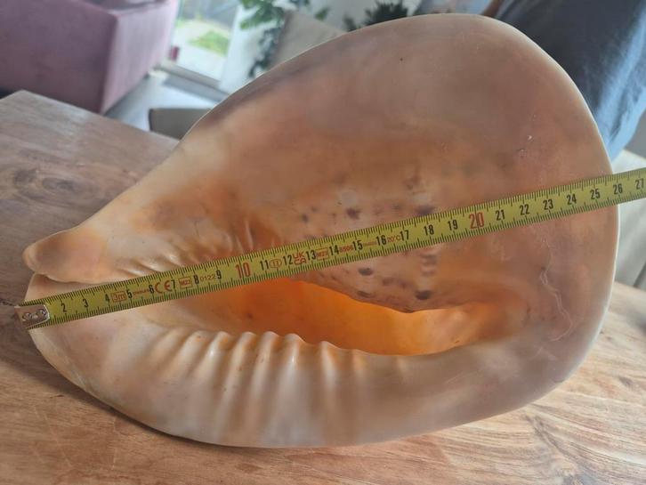 Grote Cassis cornuta (Helmschelp) - 26cm, Huis en Inrichting, Woonaccessoires | Overige, Ophalen