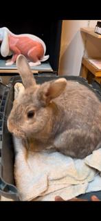 Konijnen, Dieren en Toebehoren, Konijnen, Meerdere dieren, Middelgroot, Hangoor, 0 tot 2 jaar