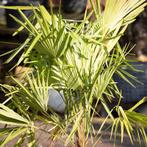 Trachycarpus Fortunei - Waaierpalm g66703, Tuin en Terras, Ophalen of Verzenden