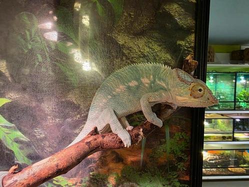 1-0 Nosy be, Dieren en Toebehoren, Reptielen en Amfibieën, Hagedis