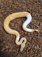 Koningspython, Slang, 0 tot 2 jaar