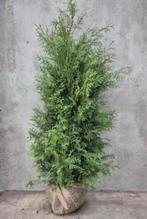 Thuja occ brabant €7,50 ❗️AANBIEDING❗️, Tuin en Terras, Bloeit niet, Halfschaduw, 100 tot 250 cm, Overige soorten