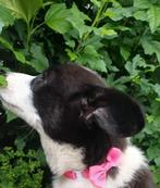 Welsh Corgi Cardigan pups. Sociaal, gezond, goed karakter., Dieren en Toebehoren, 8 tot 15 weken, CDV (hondenziekte), Meerdere