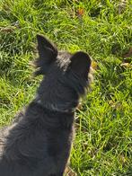 Kruising, Dieren en Toebehoren, Honden | Chihuahua's en Gezelschapshonden, Overige rassen, Teef, CDV (hondenziekte), Eén hond