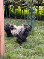 Zijdehoen zijde hoender hanen haan, Dieren en Toebehoren, Pluimvee, Mannelijk, Kip