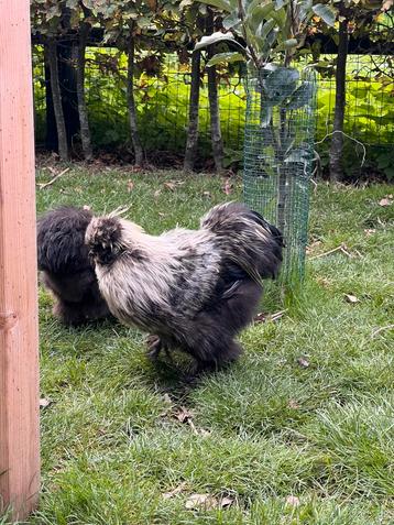 Zijdehoen zijde hoender hanen haan beschikbaar voor biedingen