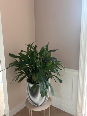 Mooie kamerplant in pot: lepelplant - Spathiphyllum beschikbaar voor biedingen