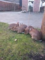 Leuke jonge konijnen rammetjes, Dieren en Toebehoren, Konijnen, Mannelijk, 0 tot 2 jaar, Middelgroot