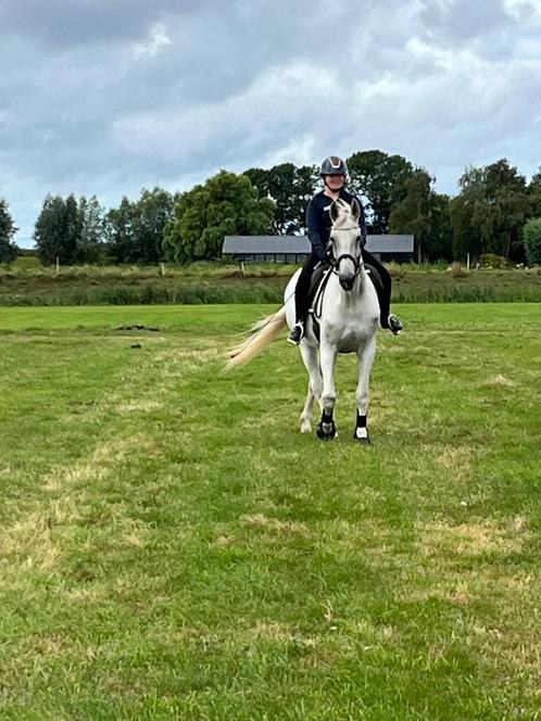 Verzorger aangeboden verzorg pony gezocht, Dieren en Toebehoren, Paarden en Pony's | Verzorgingsproducten, Zo goed als nieuw, Ophalen of Verzenden
