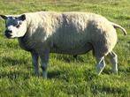 texelaar dekrammen, Dieren en Toebehoren, Schapen, Geiten en Varkens, Mannelijk, Schaap, 0 tot 2 jaar