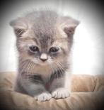 Brits korthaar kittens blue golden, Dieren en Toebehoren, Katten en Kittens | Raskatten | Korthaar, Meerdere dieren, Ontwormd