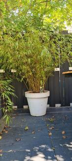 Bamboe Fargesia rufa in pot (moet snel weg), Tuin en Terras, Ophalen, Bloeit niet, Overige soorten, Halfschaduw