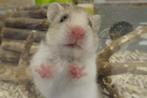 Hamster goudhamster, Dieren en Toebehoren, Knaagdieren, September, Meerdere dieren, Hamster