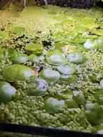 Twee soorten drijfplanten, Dieren en Toebehoren, Ophalen, Plant(en), Steen of Hout
