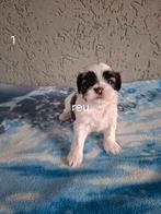 Shihtzu pups 950 euro, Overige rassen, CDV (hondenziekte), 8 tot 15 weken, Meerdere