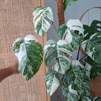 Monstera albo variegata gewortelde stek, Ophalen of Verzenden, Overige soorten, Minder dan 100 cm