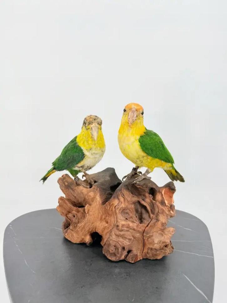 Opgezette Zwartkop Caique Duo - Wildernis Atelier, Verzamelen, Dierenverzamelingen, Nieuw, Opgezet dier, Ophalen of Verzenden