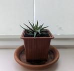 Zebraplant - Haworthia fasciata, Huis en Inrichting, Vetplant, Minder dan 100 cm, Groene kamerplant, Halfschaduw