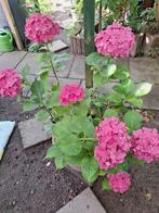 Grote hortensia plant, Tuin en Terras, Planten | Tuinplanten, Ophalen, Zomer, Overige soorten, Halfschaduw