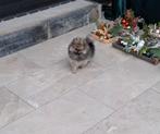 Pomeranian pup (dwergkeesje, Dieren en Toebehoren, Reu, Meerdere, Nederland, Particulier