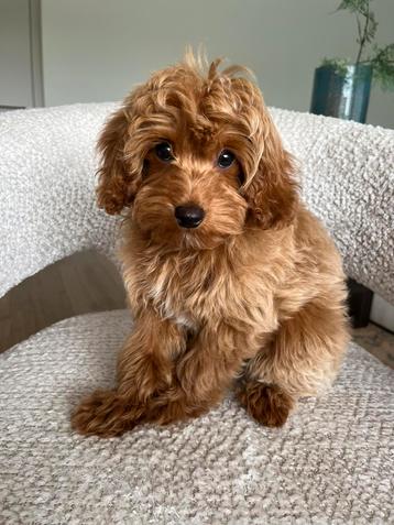 Premium maltipoo f2 reutje pup mini beschikbaar voor biedingen