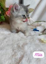 Britse korthaar kittens, Dieren en Toebehoren, Katten en Kittens | Raskatten | Korthaar, Poes