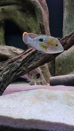 green terror gold jack dempsey, Dieren en Toebehoren, Vissen | Aquariumvissen, Vis, Zoetwatervis, Schoolvis