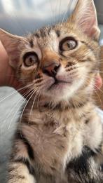 Bengal Kat, Dieren en Toebehoren, Katten en Kittens | Raskatten | Korthaar, Kater, 0 tot 2 jaar