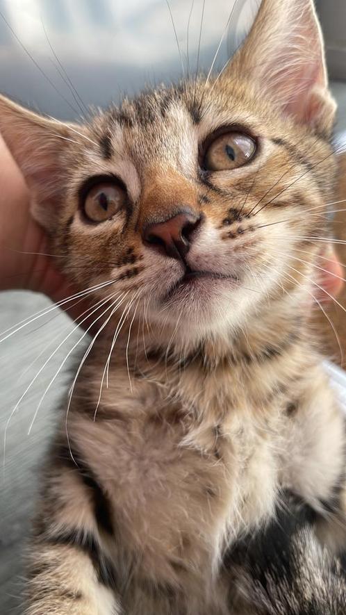 Bengal Kat, Dieren en Toebehoren, Katten en Kittens | Raskatten | Korthaar, Kater, 0 tot 2 jaar