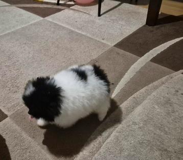 Supermooie, raszuivere Pomeranian teef beschikbaar voor biedingen