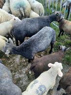 Schapen wol blauwe texelaar, Dieren en Toebehoren, Vrouwelijk, Schaap