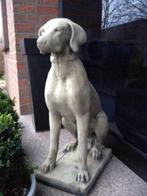 ‼️Pointer 60kg Weimaraner Vizsla Ridgeback Jachthond Hond‼️, Ophalen, Nieuw, Beton, Dierenbeeld