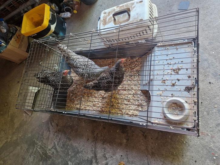 3 kippen met 1 haan te koop , noordhollandse blauwe, Dieren en Toebehoren, Pluimvee | Toebehoren, Nieuw, Overige typen, Ophalen