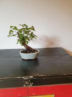 Bonsai acer campestre, Tuin en Terras, Ophalen of Verzenden, Zomer, Overige soorten, Halfschaduw