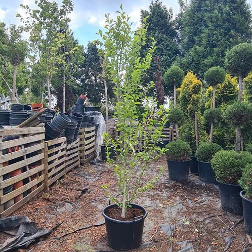 Althaeastruik | Hibiscus Syriacus, Tuin en Terras, Planten | Tuinplanten, Vaste plant, Overige soorten, Halfschaduw, Zomer, Ophalen