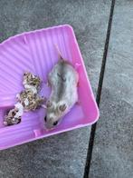 Hamsterkooi inclusief dwerghamster erbij, Dieren en Toebehoren, Maart, Mannelijk, Hamster