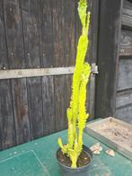 Cactus, Tuin en Terras, Volle zon, Vaste plant, Zomer, Ophalen