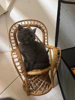 Britse korthaar kittens, Dieren en Toebehoren, Katten en Kittens | Raskatten | Korthaar