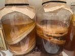 Kombucha scoby, Diversen, Ophalen