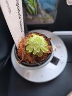 Pinguicula laueana jong plantje, Ophalen of Verzenden, Volle zon, Minder dan 100 cm